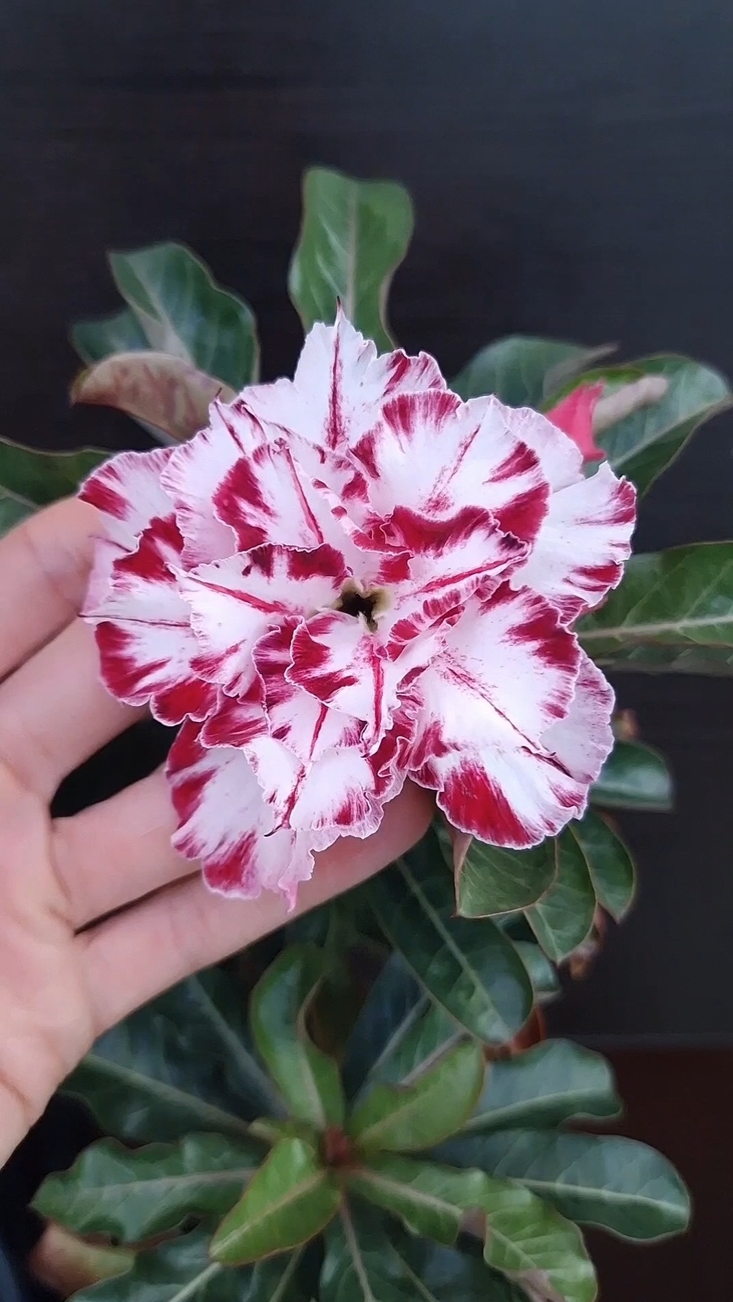 Адениум Black Amaryllis mut❤️