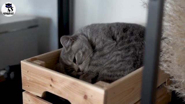 ✔ Лучшие кошки для содержания в квартире. 5 пород коше?