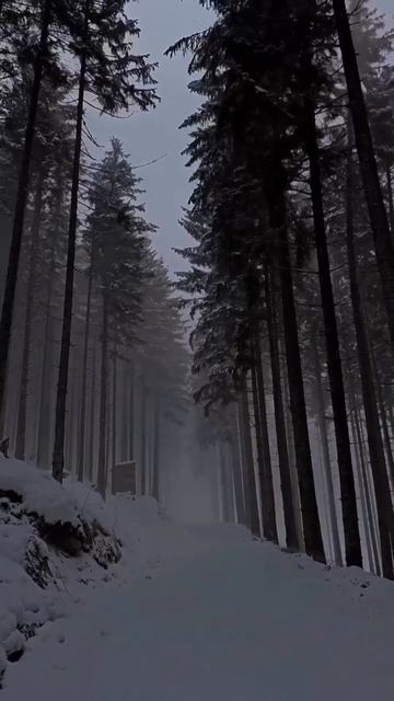 Лес