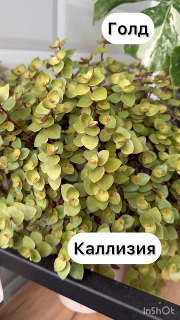 Каллизии