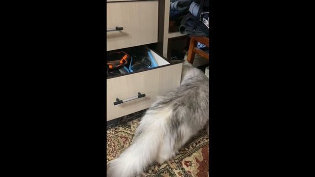 Люблю лазить по шкафам. Прячусь от хозяев. Ищи меня.
