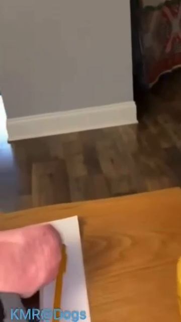 Джек-рассел-хрюнел🐷😂