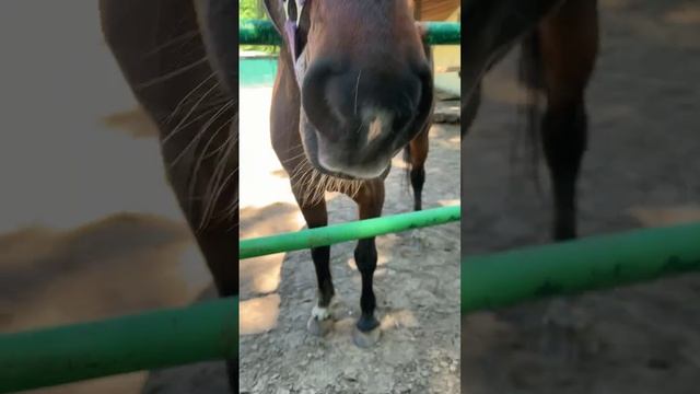 Кормим коня из рук