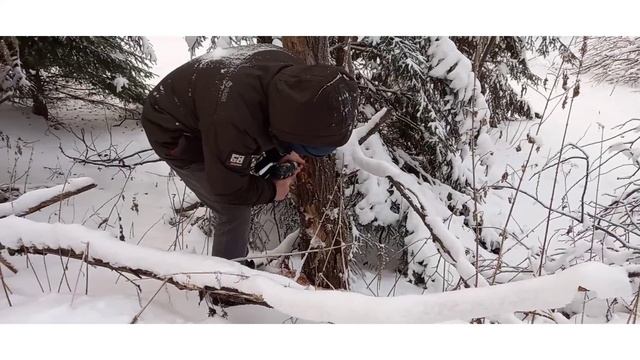 Взрываю дерево петардой "Корсар 8". Спасаю грибников.