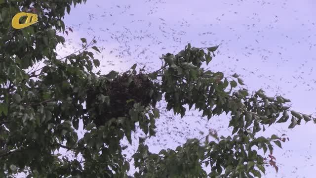 ЖИТЕЛИ СЕЛА РАЗВЕТЬЕ ЖЕЛЕЗНОГОРСКОГО РАЙОНА ОБРАТИЛИ ВНИМАНИЕ НА АНОМАЛЬНОЕ РОЕНИЕ ДИКИХ ПЧЕЛ