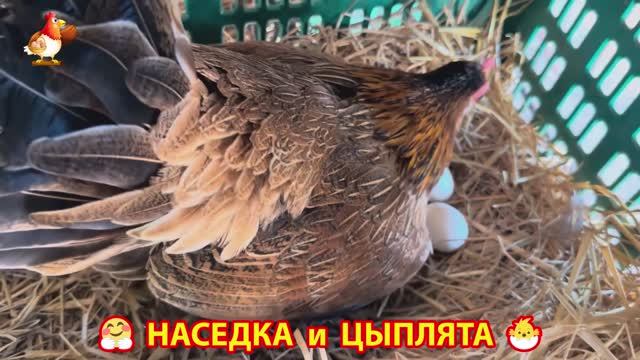 Наседка с цыплятами гармония во дворе 🦆🤗❣️(5)