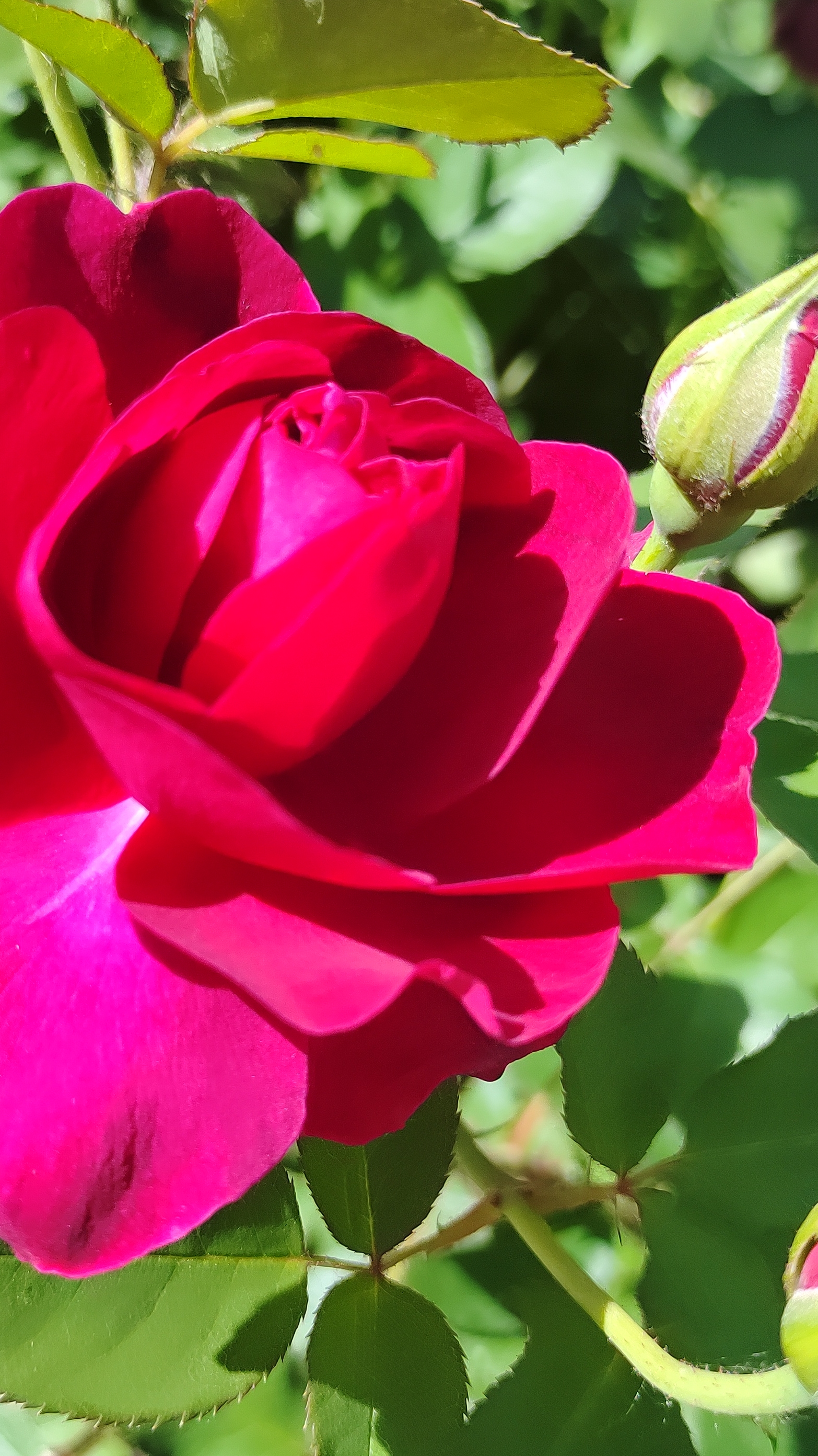 колючая красавица🌹#роза