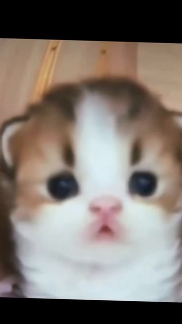 Котик