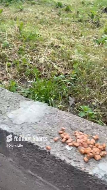 Доброе всем Мяу 😸 утречко , котик 🐈 Тимошка всем передает привет 👋 немножко 🤏