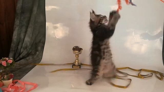 Котята мейн кун из питомника Khrustal Orchid