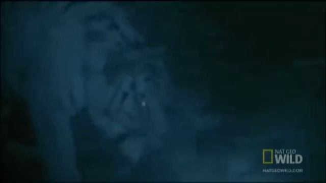 Siberia's Stripes of Death |  Nat Geo Wild