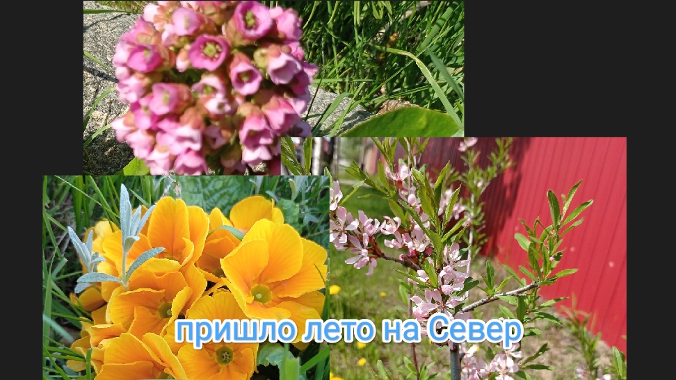 жизнь в Сибири/Наконец-то пришло лето