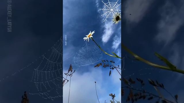 ДЕНЬ ПОЛЕВЫХ ЦВЕТОВ! Счастье ромашковое!