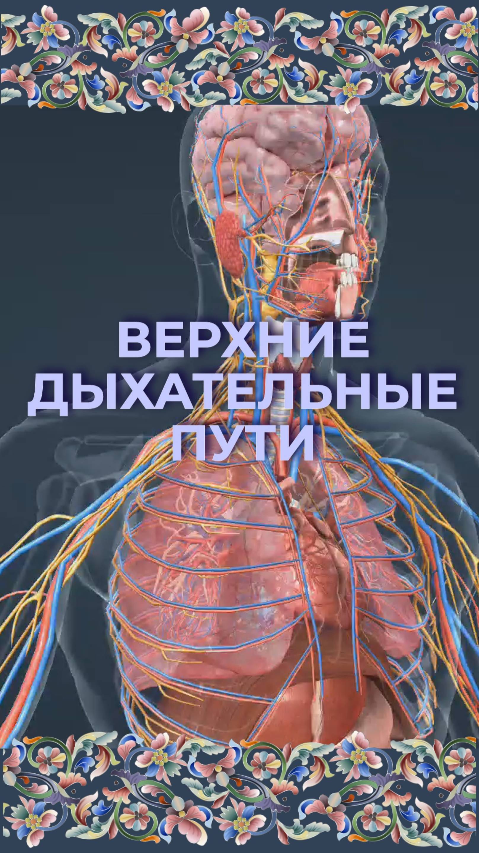 Верхние дыхательные пути