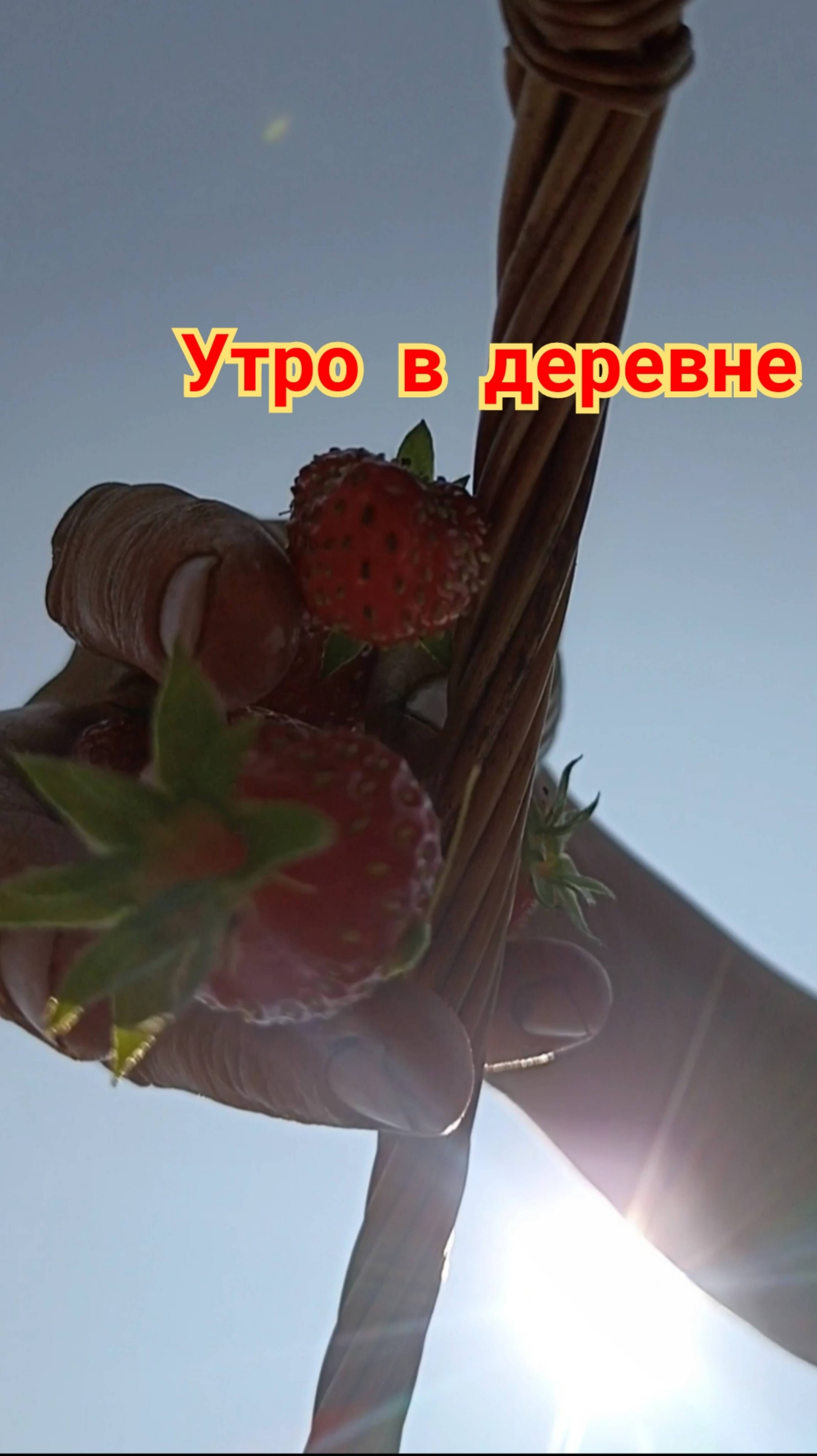 Утро в деревне #ягоды #огород #сад #деревня #домвдеревне #садиогород