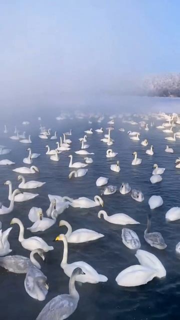 Лебединое озеро на Алтае.