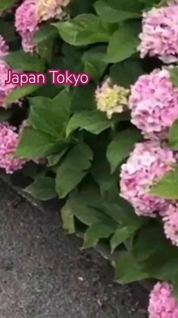 #hydrangeas #japan #beautiful #hortensia #flower #гортензия #hydrangea #macrophylla #garde