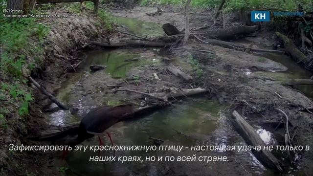 В фотоловушку Калужских засек попался редчайший аист.