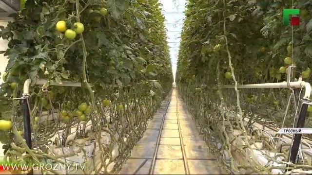 Россельхознадзор в Чеченской Республике проводит масштабные проверки тепличных комплексов