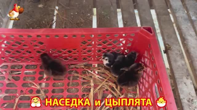 Наседка с цыплятами гармония во дворе 🦆🤗❣️(3)