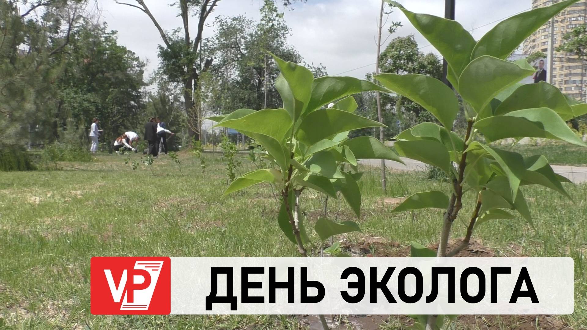 В ВОЛГОГРАДЕ ВЫСАДИЛИ 80 САЖЕНЦЕВ В РАМКАХ АКЦИИ «СИРЕНЬ ПОБЕДЫ»