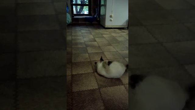 Семён Семёнович тренируется.