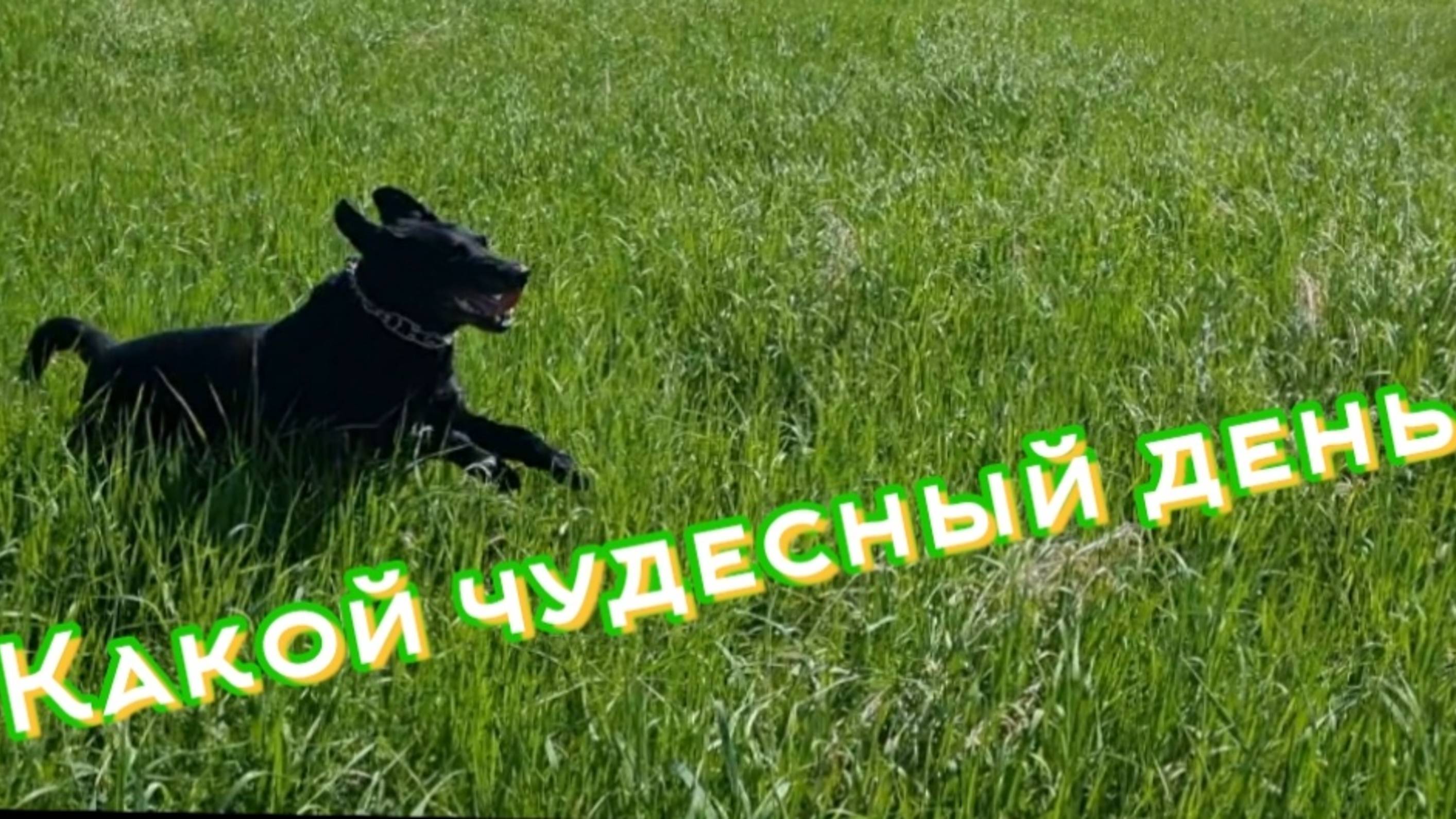Чудесный день у собаки