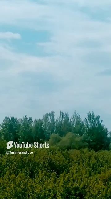 "Птицы ..."