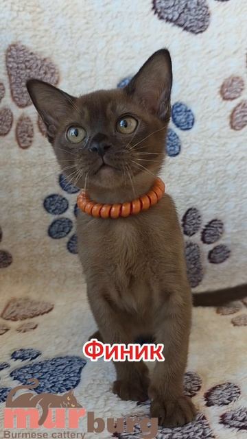 "MURBURG" Питомник кошек бурманской породы