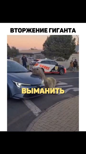 2-тонный морской слон навел шороху