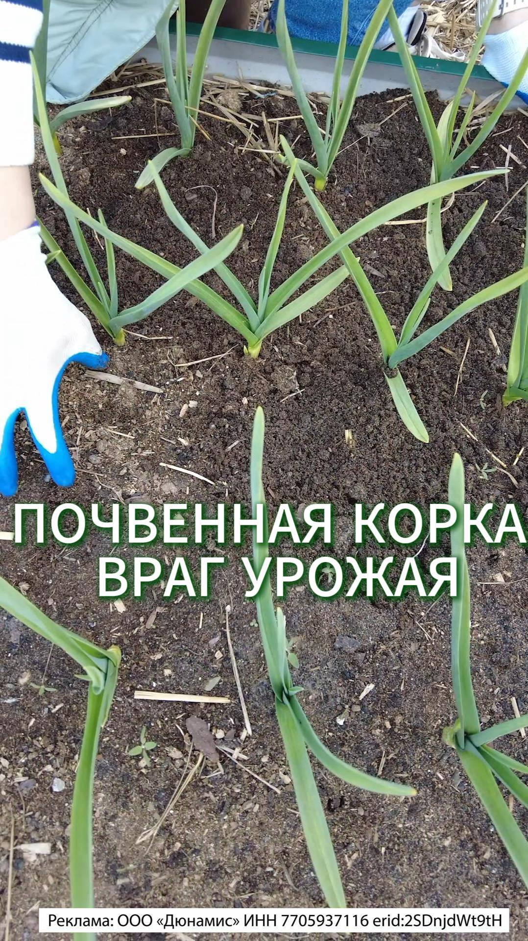 Почвенная корка - враг урожая #огород #садоводничество #дача