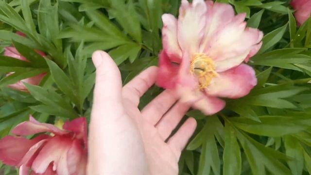 Мой ИТО пион Juliya Rose. Выжила не смотря ни на что!