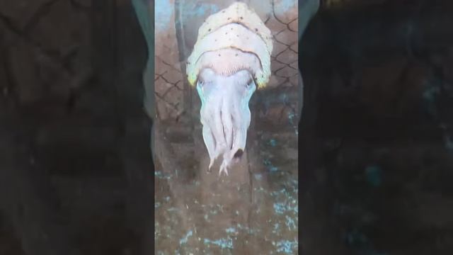 ручная каракатица