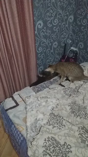 неудачное знакомство