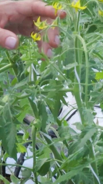 Макушка томата раздвоилась 🍅🌱