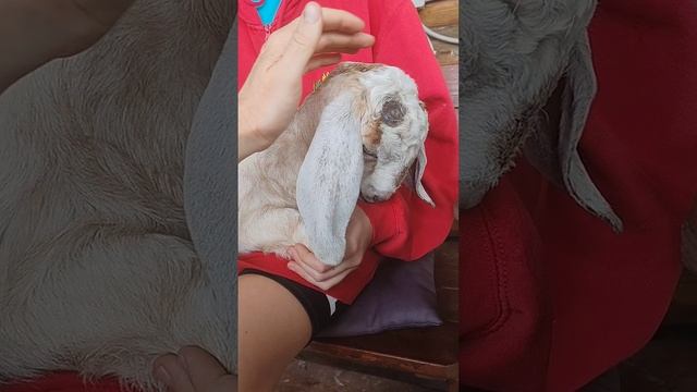 Козлики нубийские 3