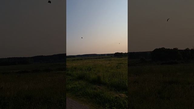 Хичкок. Птицы.