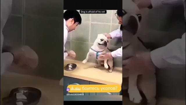 А ВЫ БОИТЕСЬ УКОЛОВ?