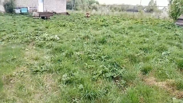 Обзор на 29 апреля, фрезеруем землю, Сидераты.