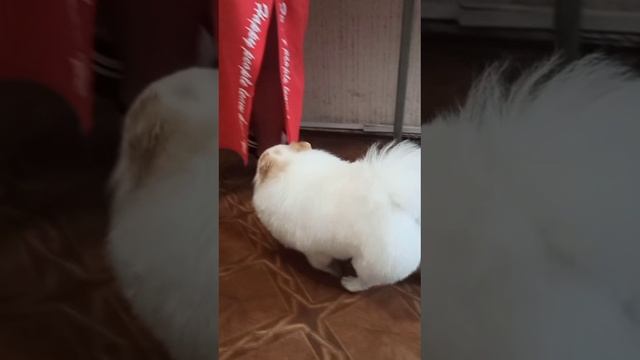 Шпиц Барни подстригся. Зоосалон Eteluin г.Краснодон.