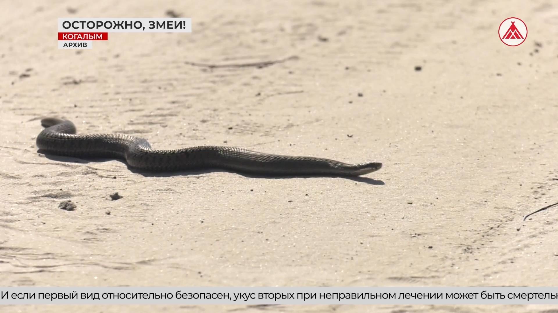 В Когалыме активизировались змеи: зафиксированы первые случаи