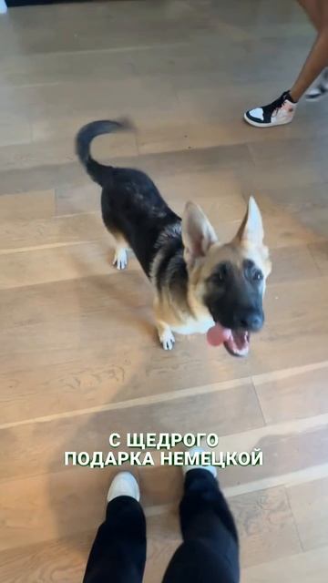 Самый богатый пес в мире #собака #zloered #невероятнаяистория