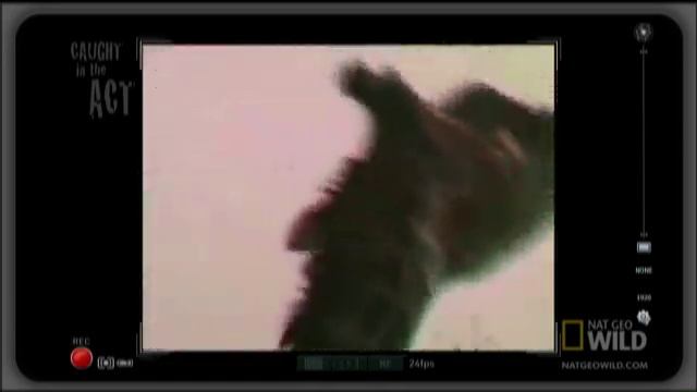 Giraffe Knock-Out! | Caught in the Act