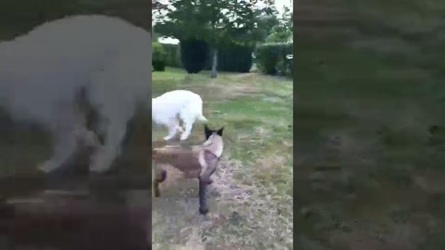 VID_20250605_055940_251.mp4