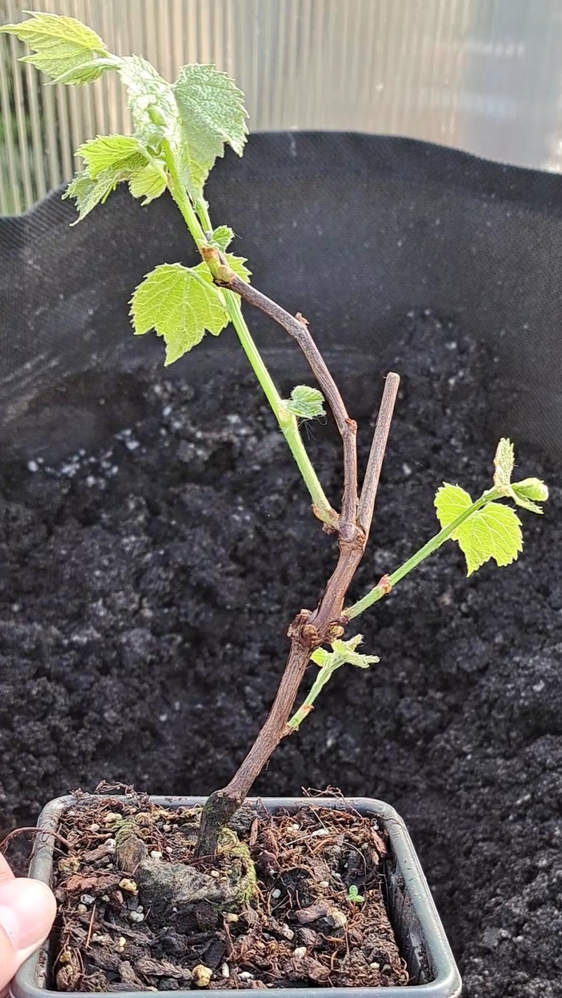 🍇 Саженцы винограда с Wildberries