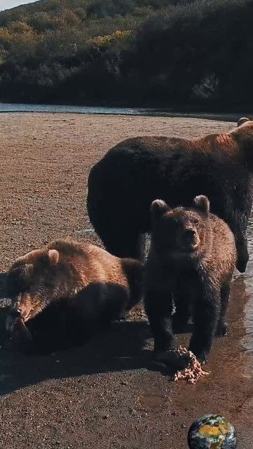Камчатские медведи на рыбалке.