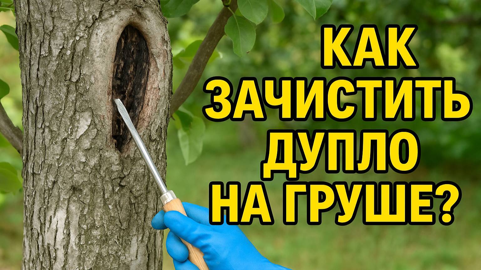 Дупло на груше — срочно чистить или оставить? Показываю, как правильно!