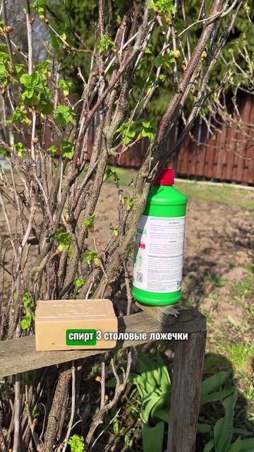 Как бороться с тлей на смородине #смородина #дача #сад #комнатныерастения #garden #огород