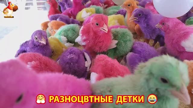 Цыплята и утята милые пушистики растут на радость хозяину (24)