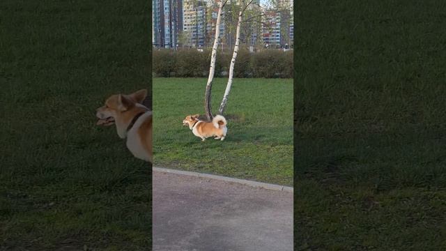 Корги Элвис лайфстайл
